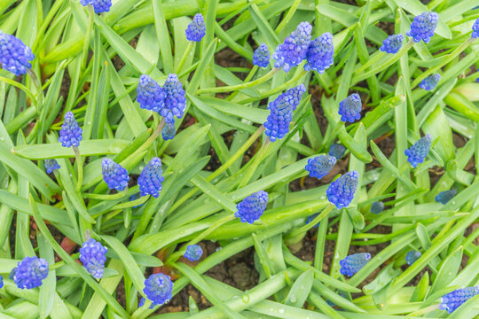 风信子花特写