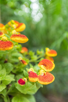 公园里的状元花蒲包花特写