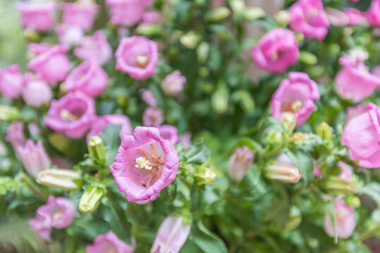 风铃草花特写