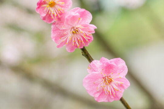 春天公园里的梅花特写