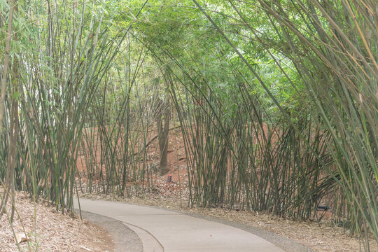 春天里中国成都的竹林草地