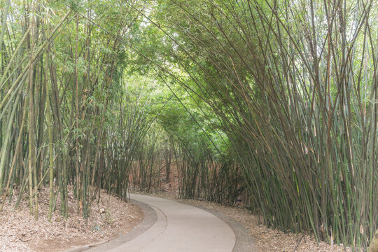 春天里中国成都的竹林草地