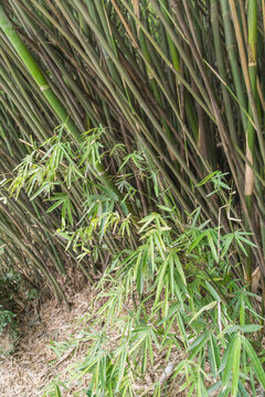 春天里中国成都的竹林草地