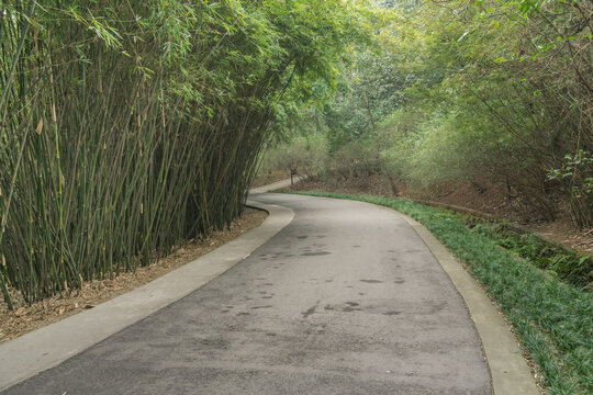 春天里中国成都的竹林草地