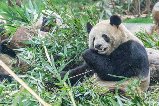 中国四川成都的大熊猫