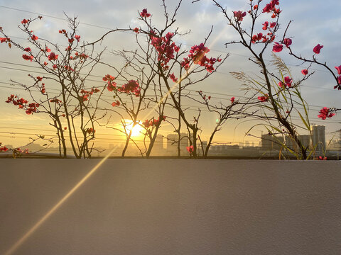 天台三角梅落日夕阳景色