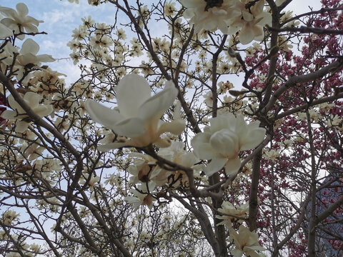 玉兰花特写