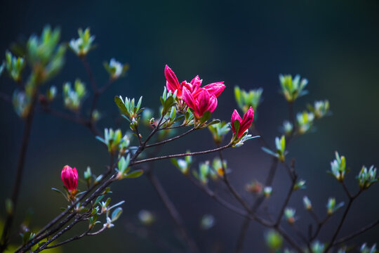 杜鹃花开