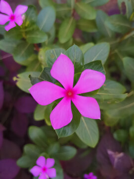 长春花日日春日日草日日新