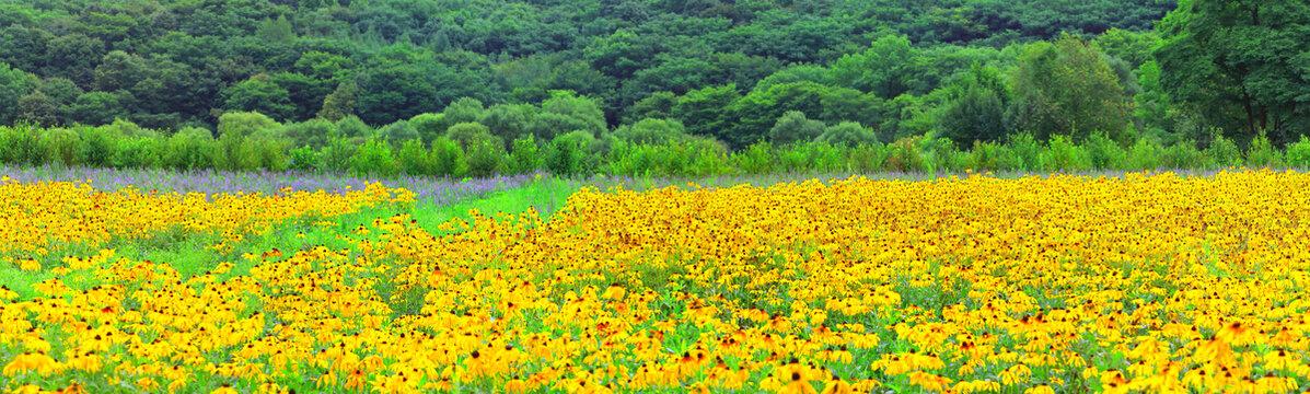 帽儿山花海