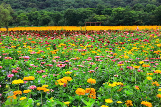 帽儿山花海