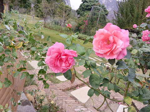月季玫瑰粉色花朵