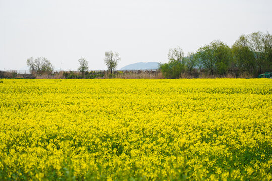 田园风光