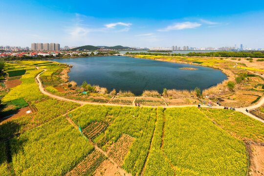 航拍徐州云龙湖油菜花地