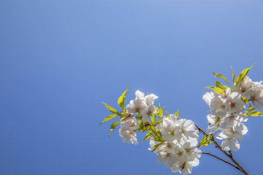 鲜花边框