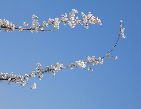 鲜花边框