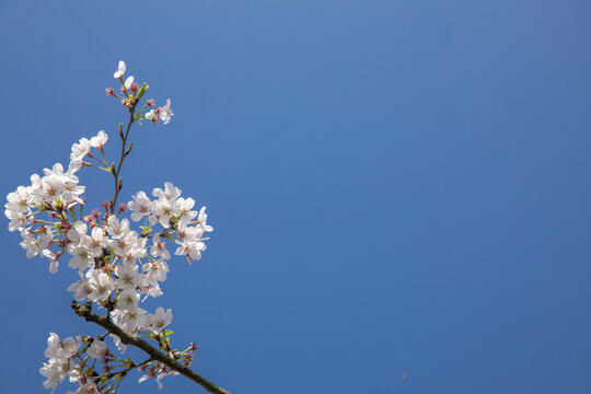 蓝天白云与鲜花