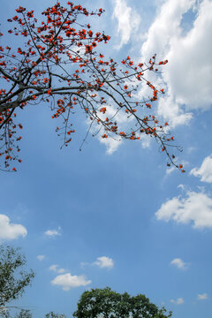 花城三月