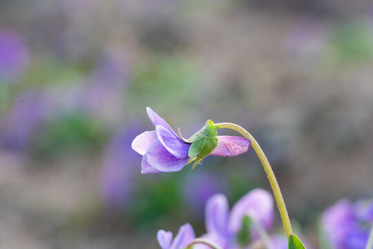 立夏紫色花朵