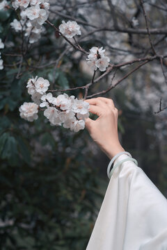 古风人物和鲜花