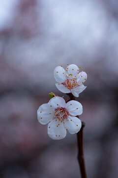 桃花