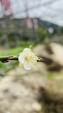 白梅花