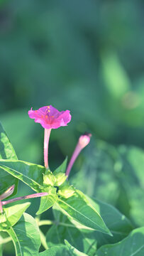 紫茉莉