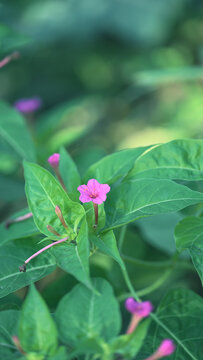 紫茉莉