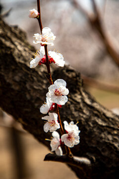 李子花