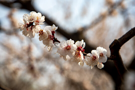 李子树开花