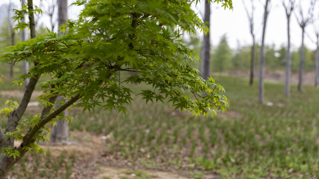 花花草草枫树