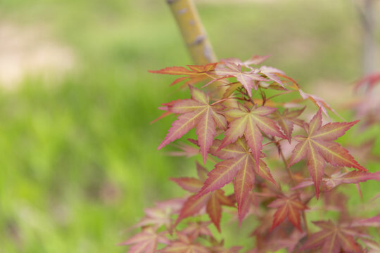 花花草草枫树