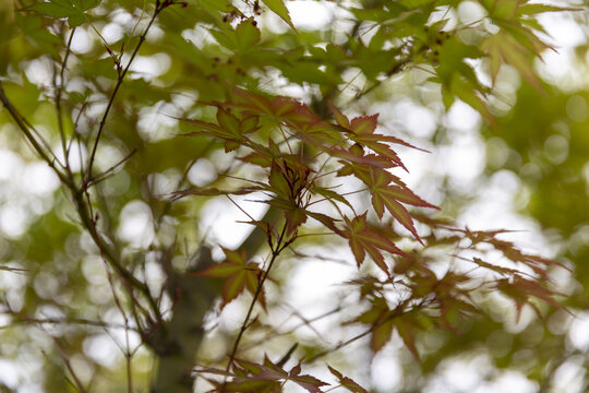 花花草草枫树