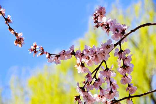 桃花