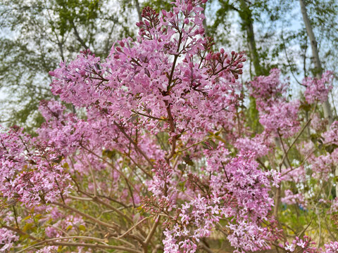 丁香花