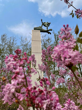 丁香花