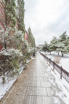 冬天雪后沈阳故宫的松树和红墙