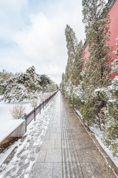 冬天雪后沈阳故宫的松树和红墙