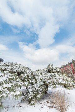 冬天雪后沈阳故宫的松树和红墙