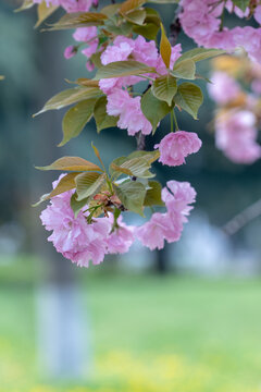 春日樱花