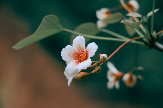 油桐花