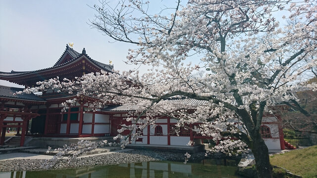 日本樱花庭院建筑