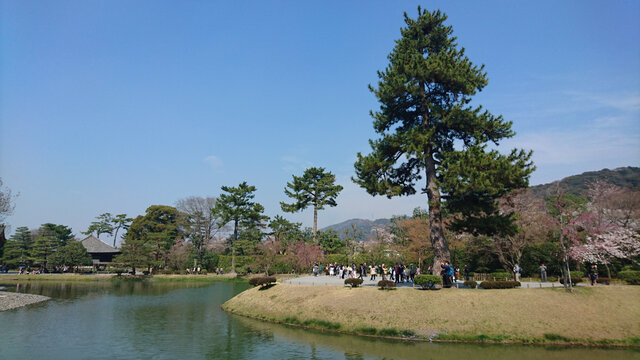 日本樱花庭院建筑