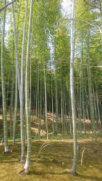 嵯峨野竹林