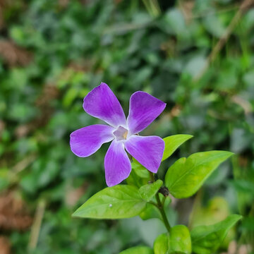 紫色野花