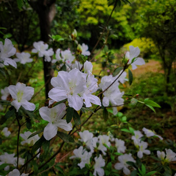 春日白色杜鹃花