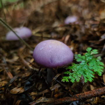 森林里的紫色蘑菇紫丁香蘑