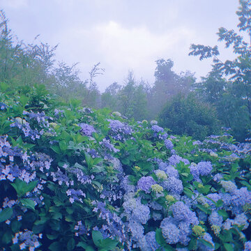 阴雨天的绣球花