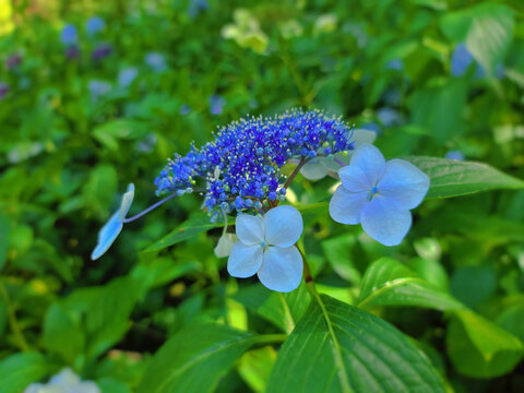 森林里的蓝色绣球花