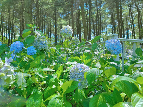 森林里的绣球花